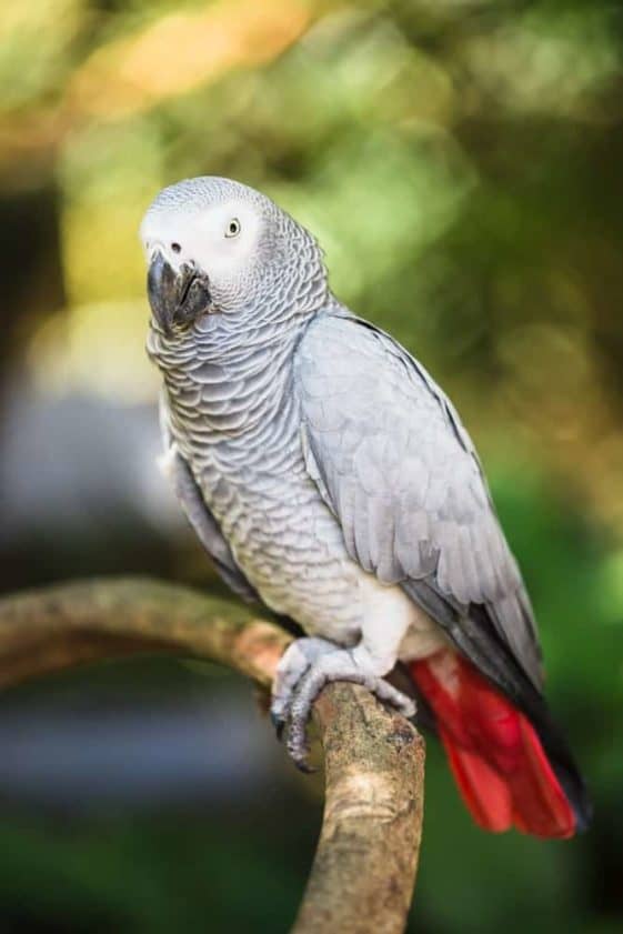 9 Most Popular Types of Pet Parrots Nayturr