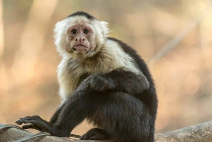 13 Different Types of Monkeys from Around the World – Nayturr