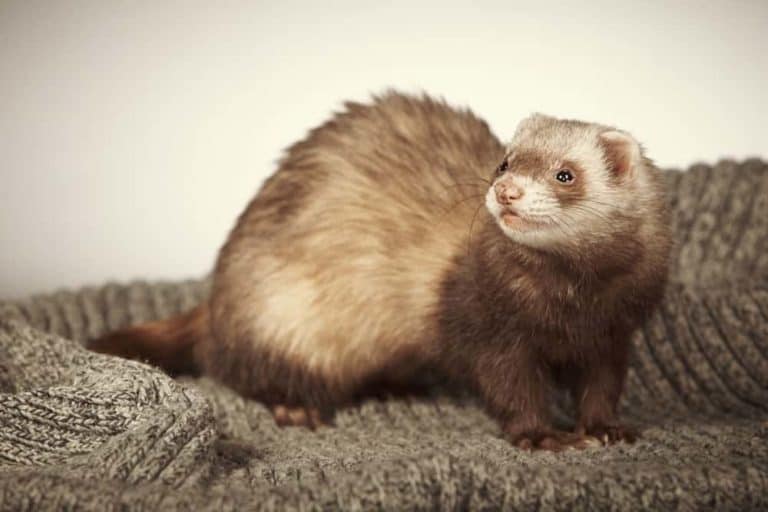 18 Different Types of Ferrets Nayturr