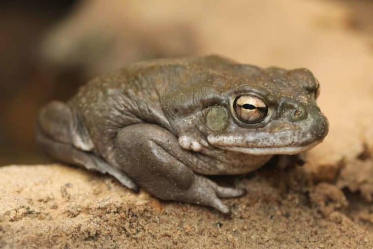 13 Different Types of Toads Nayturr
