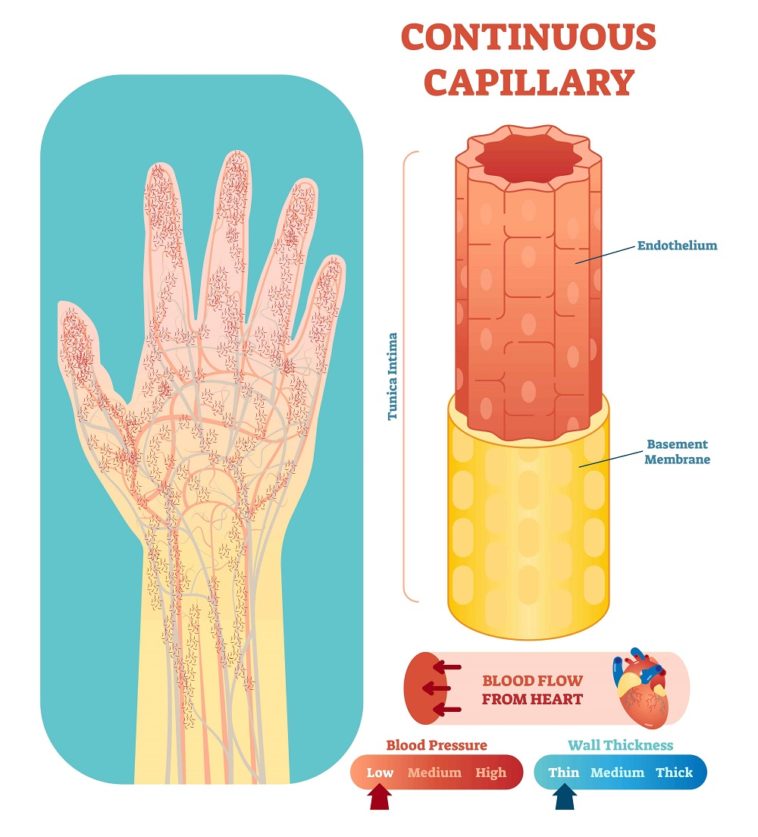 3 Types of Capillaries (Plus Interesting Facts) Nayturr