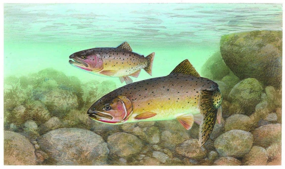 16 Different Types of Trouts Nayturr