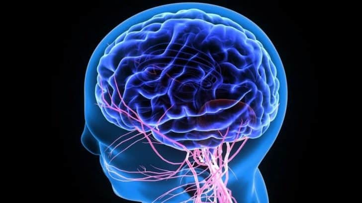 3 Types of Neurons (Plus Facts About the Nervous System) – Nayturr