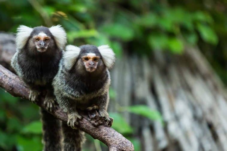 13 Different Types of Monkeys from Around the World Nayturr