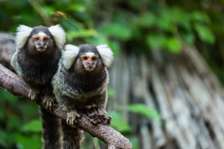 13 verschillende soorten apen van over de hele wereld - Nayturr | Volta