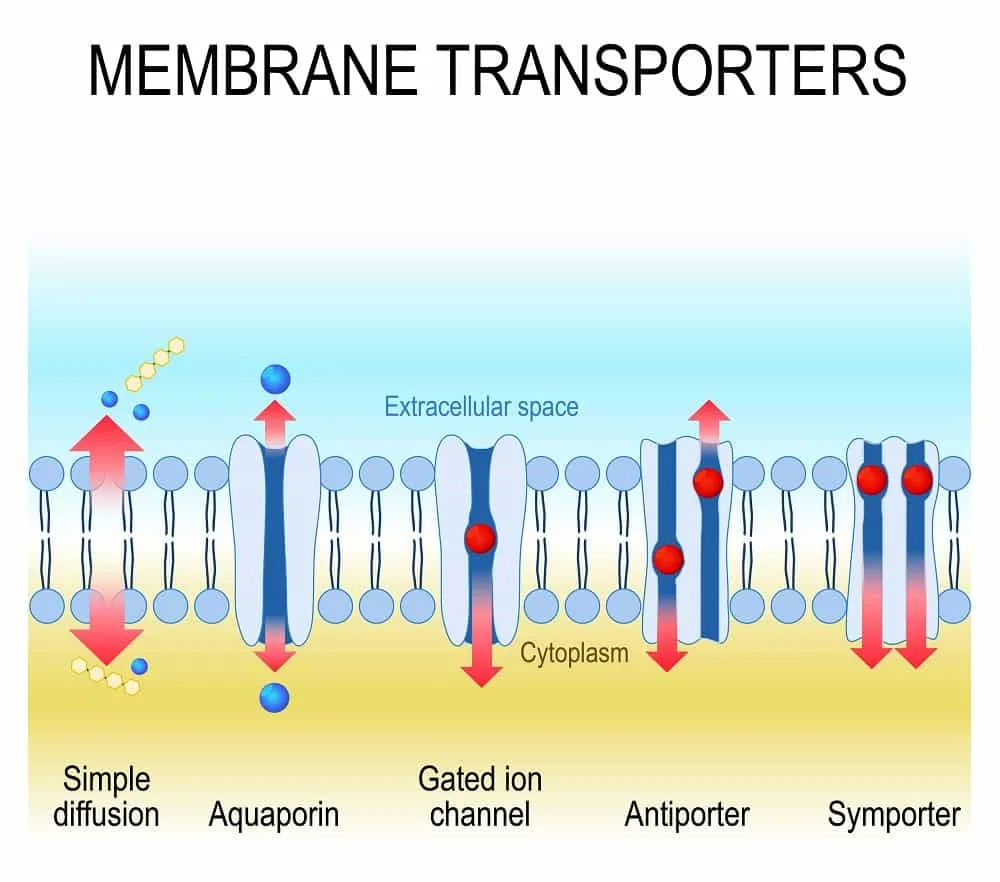 Illustration of Membrane Transporters