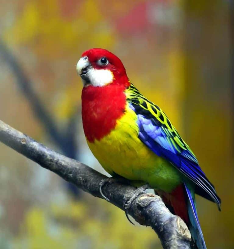 9 Most Popular Types of Pet Parrots Nayturr