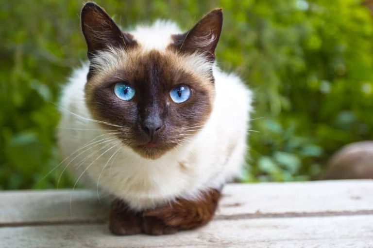 19 Different Types of Domestic Cats Nayturr
