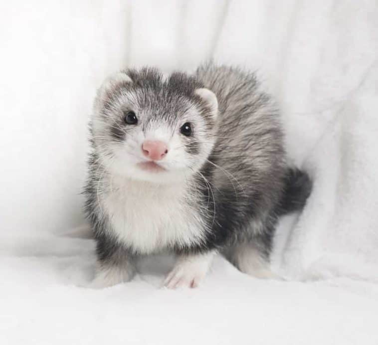 18 Different Types of Ferrets Nayturr