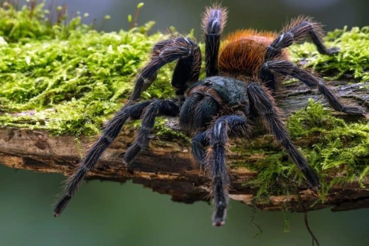10 Different Types of Tarantulas – Nayturr