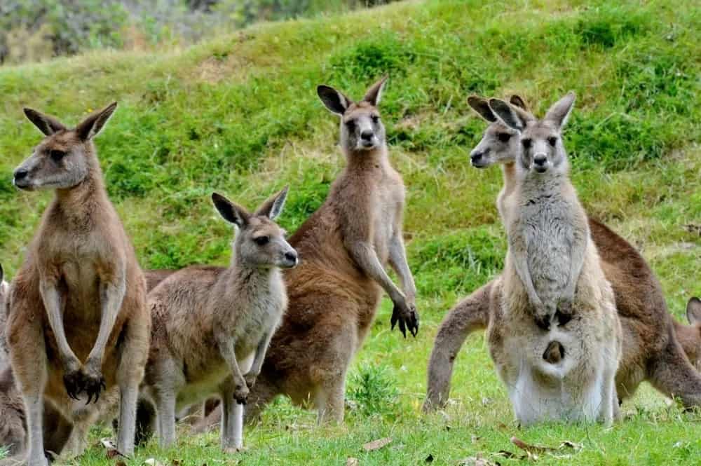 Different Kangaroo Species