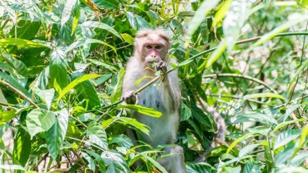 13 Different Types of Monkeys from Around the World – Nayturr