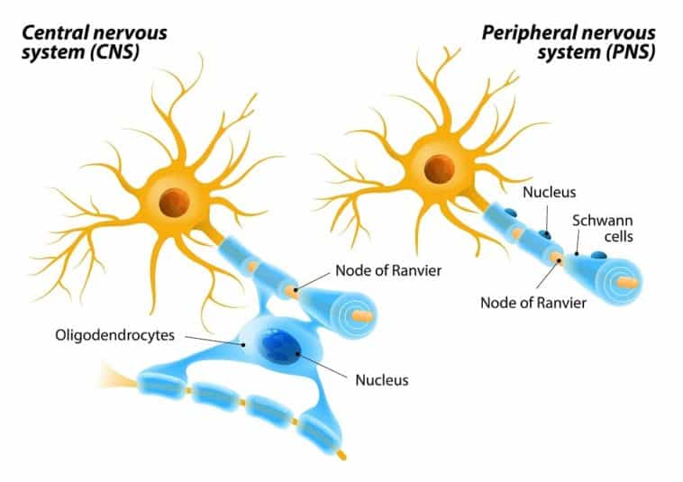 3 Types of Neurons (Plus Facts About the Nervous System) – Nayturr