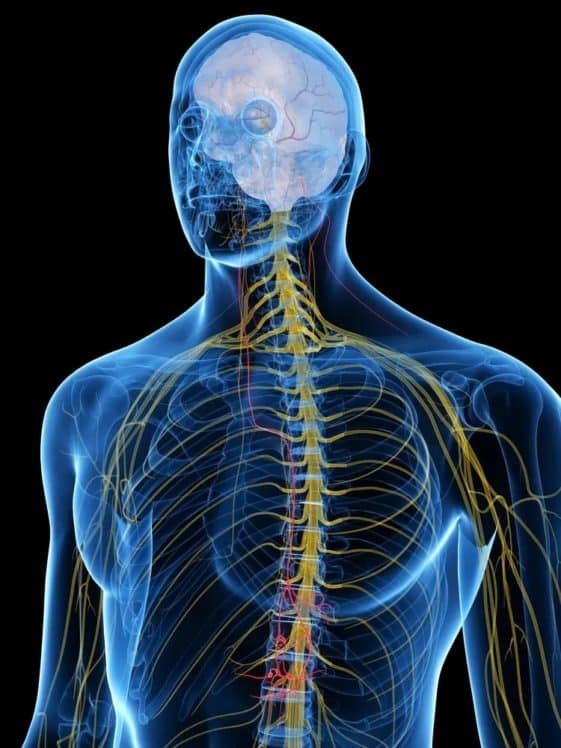 3 Types of Neurons (Plus Facts About the Nervous System) – Nayturr