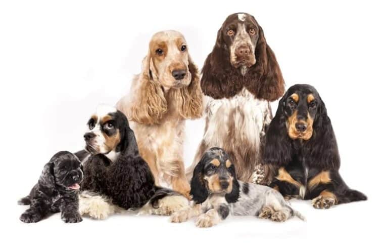 18 Different Types of Spaniels â What Kind is Your Favorite â Nayturr
