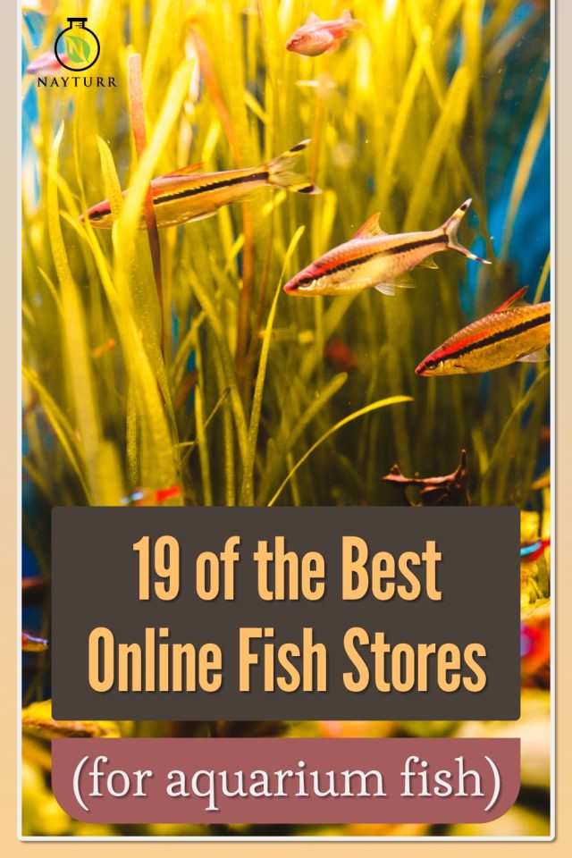 19 of the Best Online Fish Stores (for aquarium fish) Nayturr