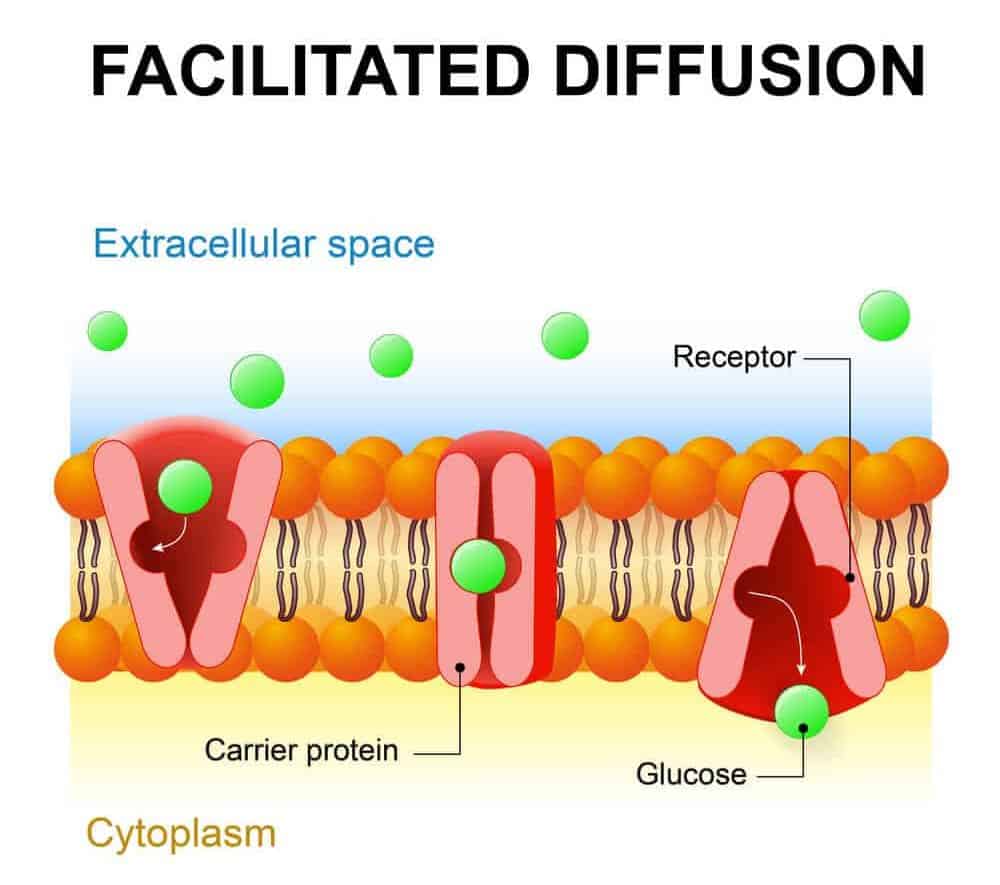 3 Types of Diffusion (Plus Examples for Each) – Nayturr