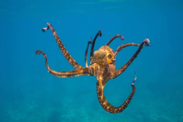 11 Different Types of Octopus (Plus Interesting Facts) Nayturr