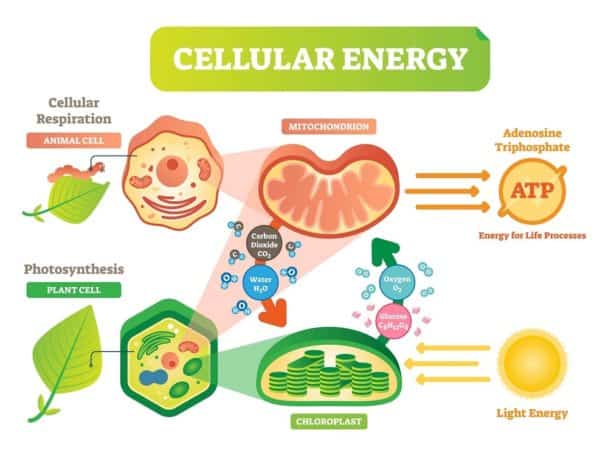 7 Different Types of Active Transport – Nayturr