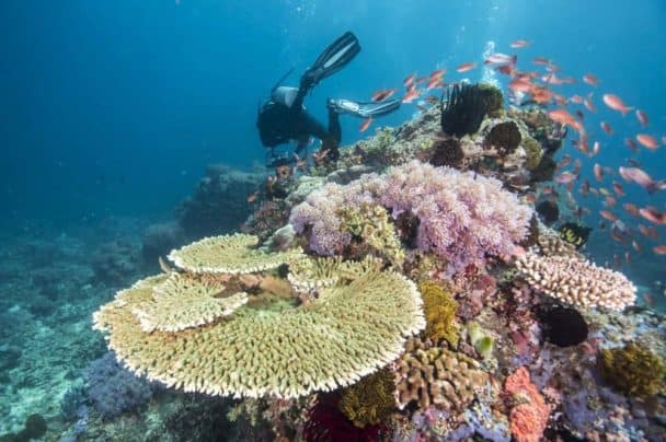Top 10 Most Beautiful Coral Reefs in the World – Nayturr