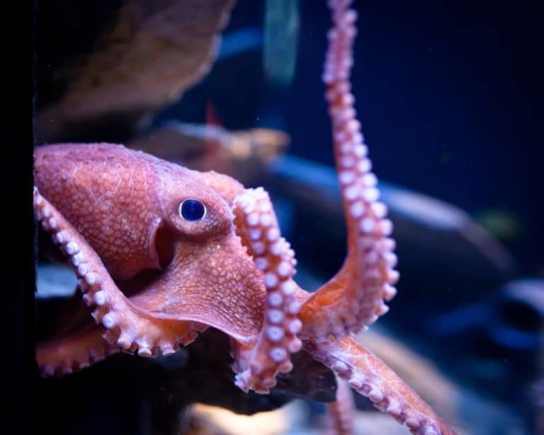 11 Different Types of Octopus (Plus Interesting Facts) Nayturr