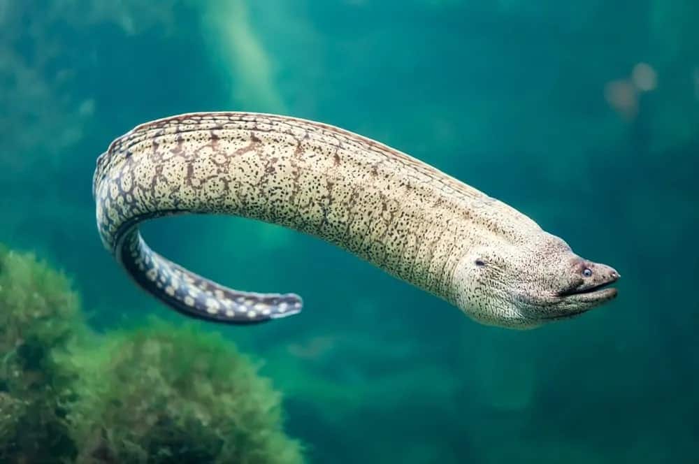 18 Different Types of Eels (Not All are Shocking)