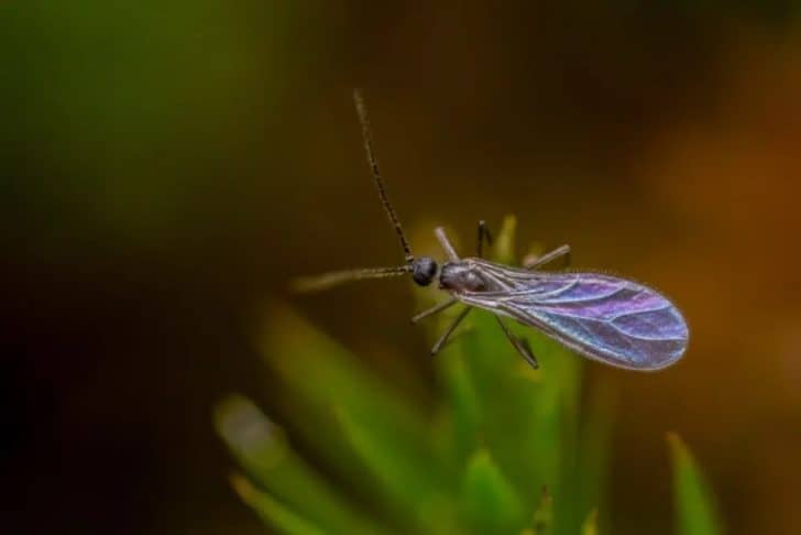 8 Different Types of Gnats (Plus Interesting Facts) – Nayturr
