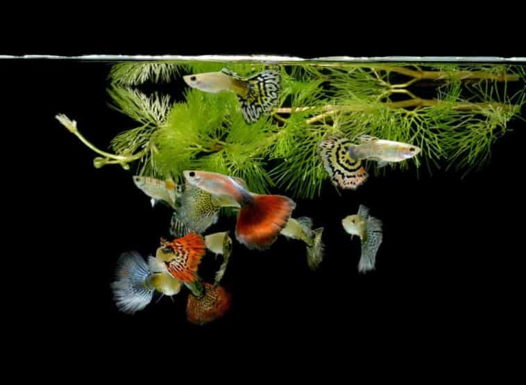 44 Different Types of Guppies (Plus Fun Facts) – Nayturr