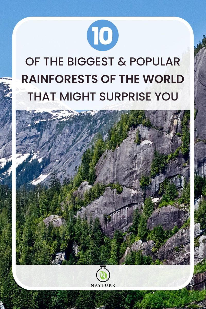 10 of the Biggest and Popular Rainforests of the World That Might