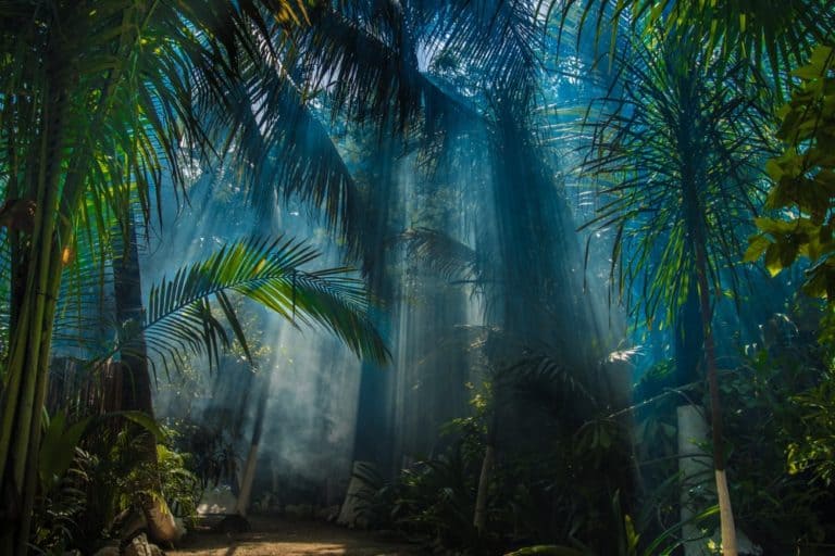 Tropical Rainforest vs. Jungle What’s The Difference? Nayturr