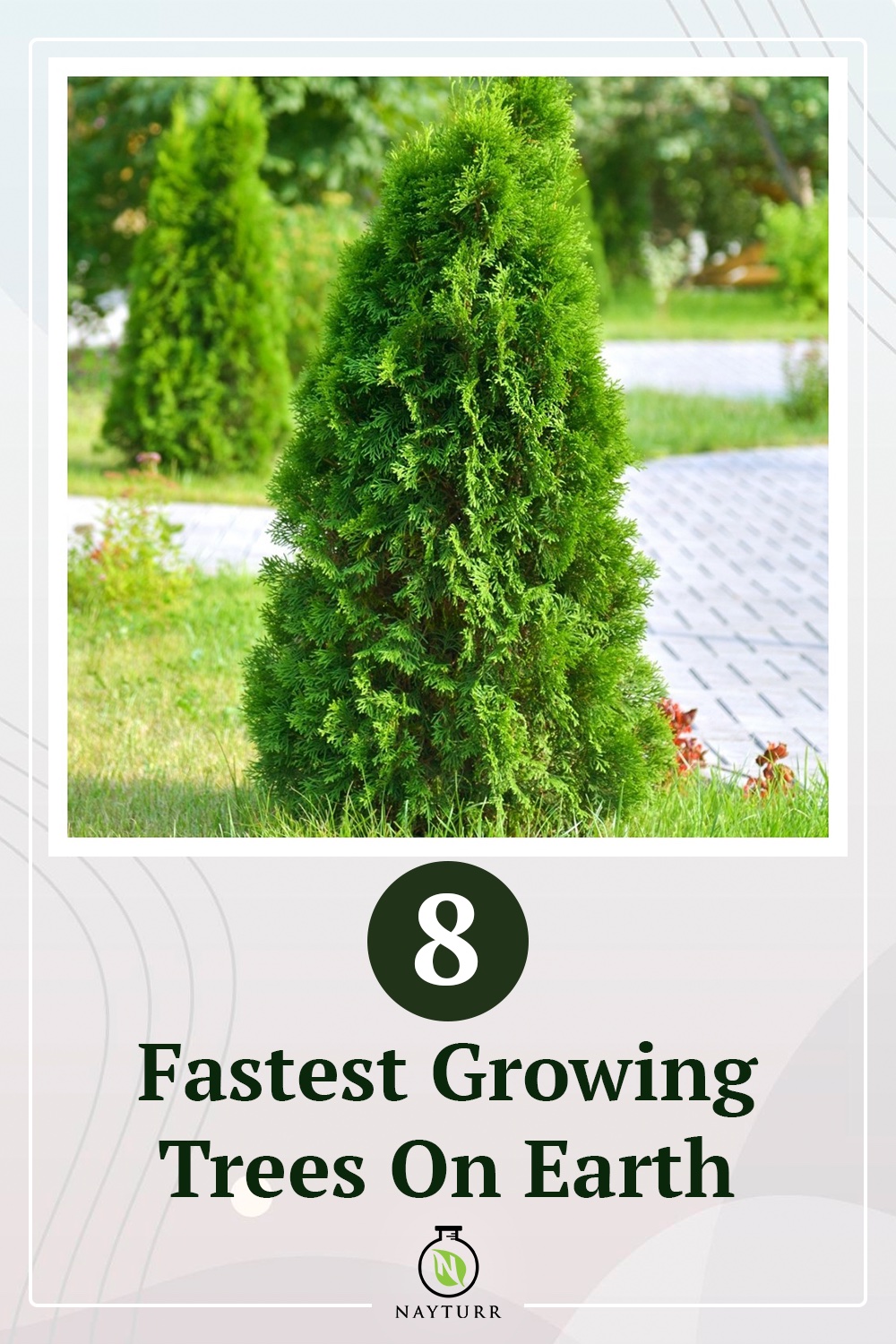 8 Fastest Growing Trees On Earth Nayturr