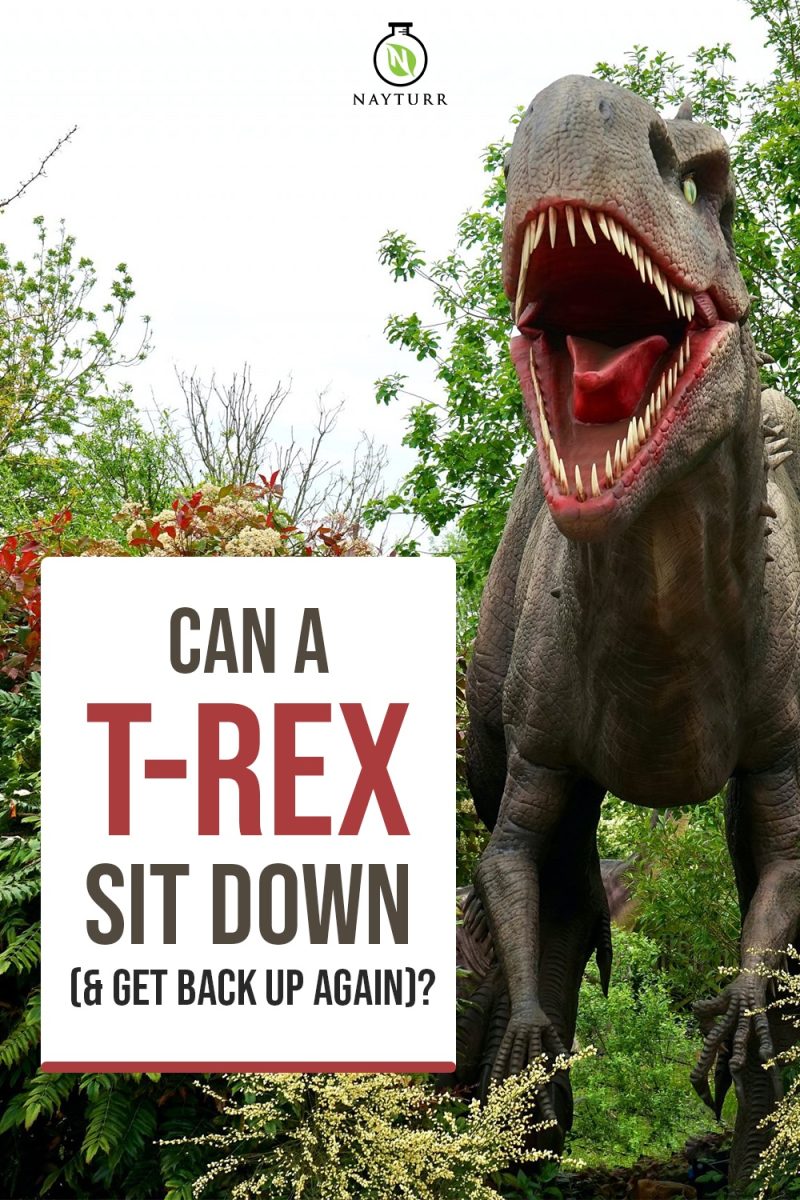 Can A TRex Sit Down (& Get Back Up Again)? Nayturr