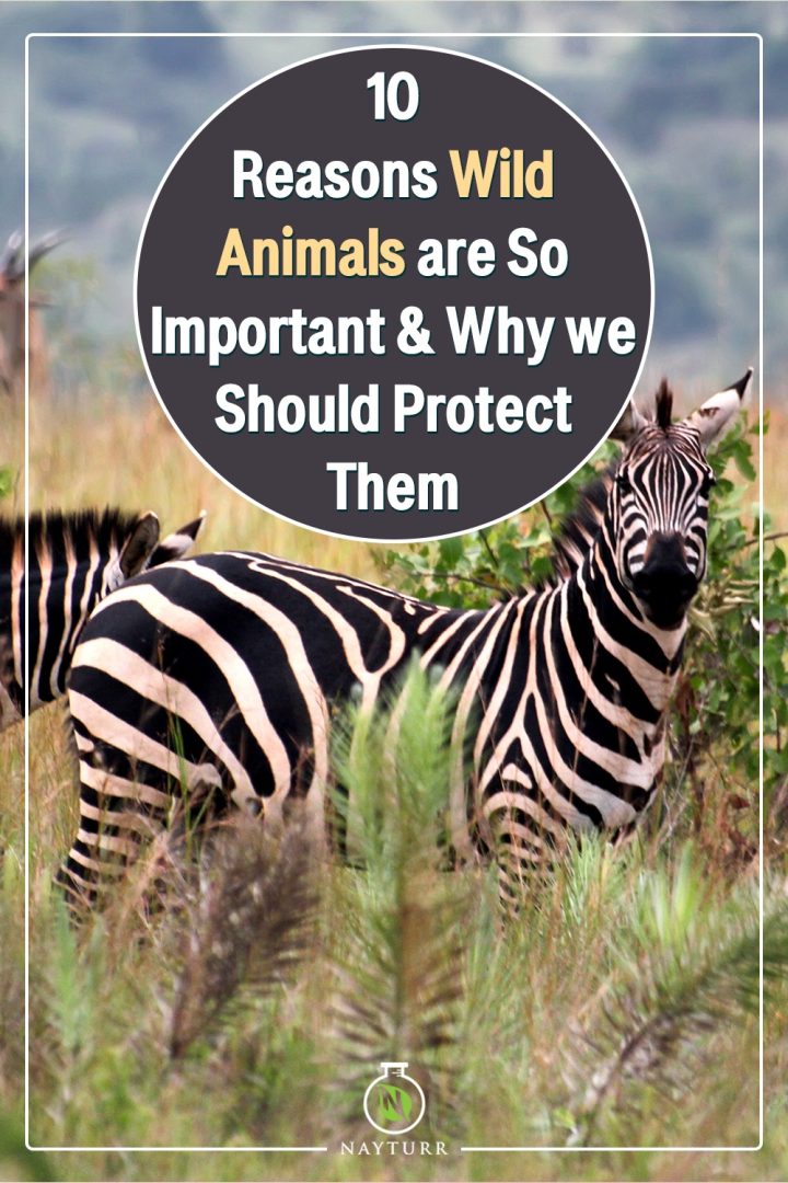 10 Reasons Wild Animals are So Important & Why we Should Protect Them