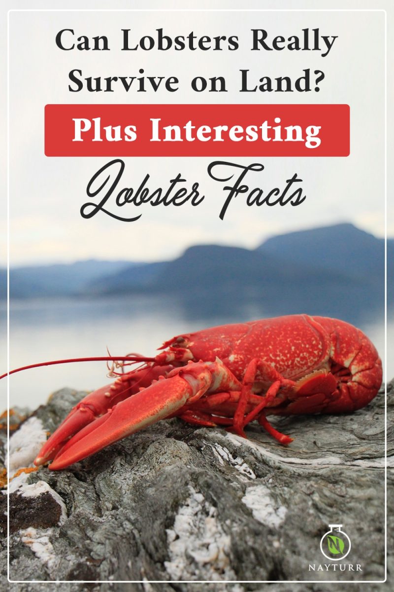This Land Based Lobsters Survival Story Is Unlike Anything You'Ve Ever Heard! - xayv6vr