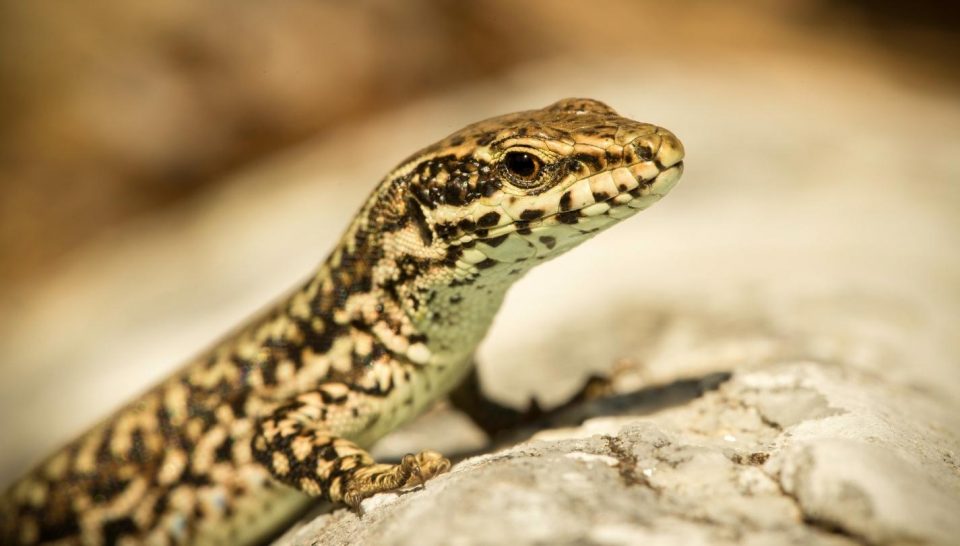 Here’s Why “Reptiles” Are Called Reptiles – Nayturr