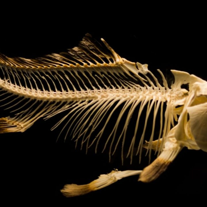 Fossil vs. Bones What’s the difference? Nayturr