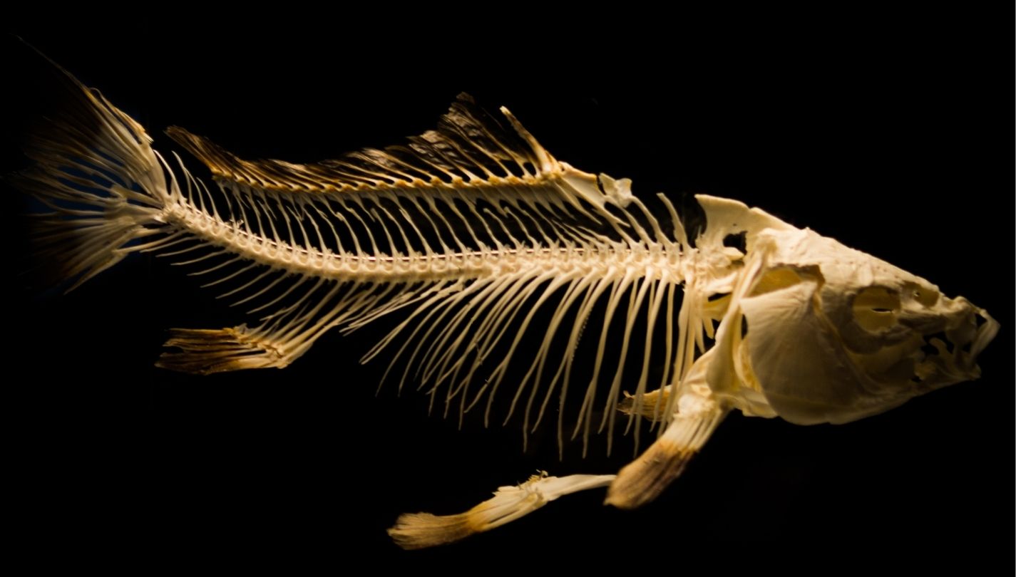 Fossil vs. Bones What’s the difference? Nayturr