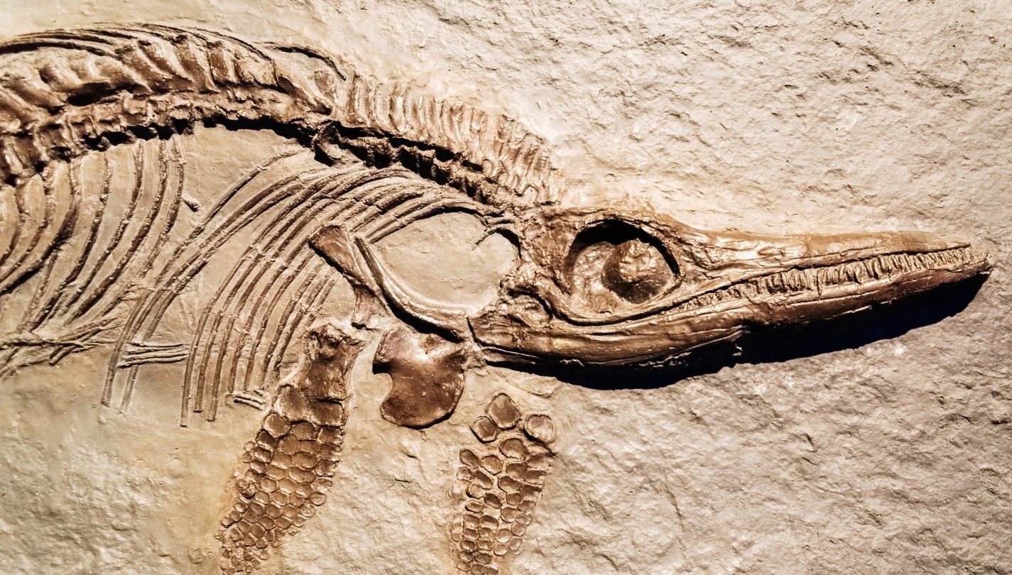 Fossil vs. Bones What’s the difference? Nayturr