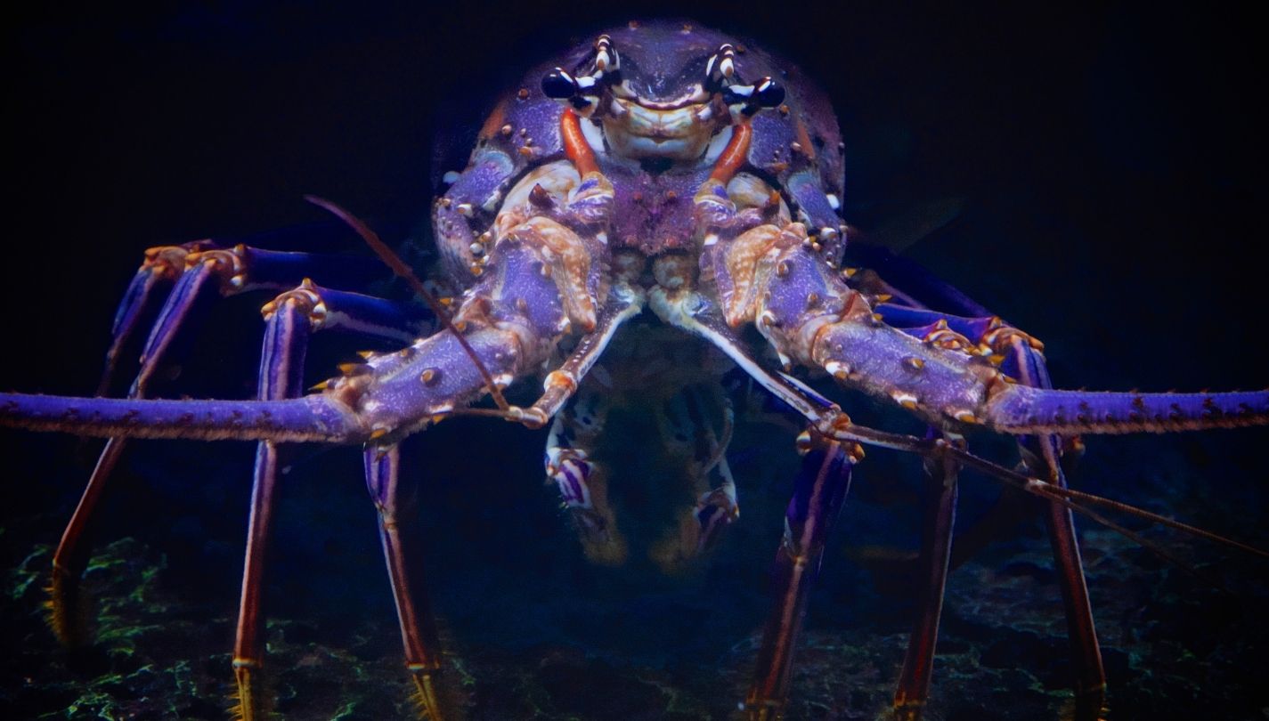 Can Lobsters Be Pets? If So, Which Ones? Plus Cost, Care, Fun Facts