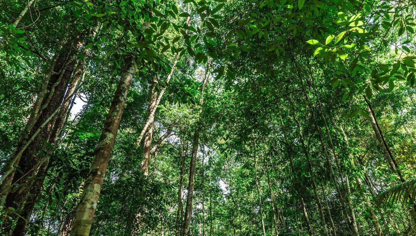 Tropical Rainforest vs. Jungle What’s The Difference? Nayturr