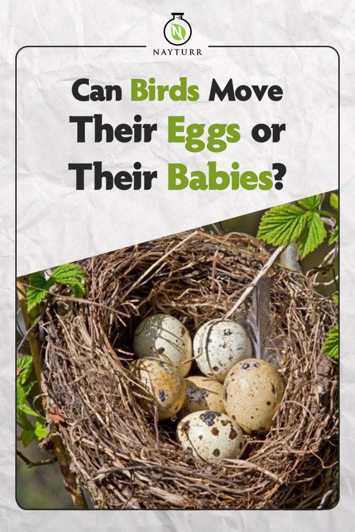 Can Birds Move Their Eggs or Their Babies? Nayturr