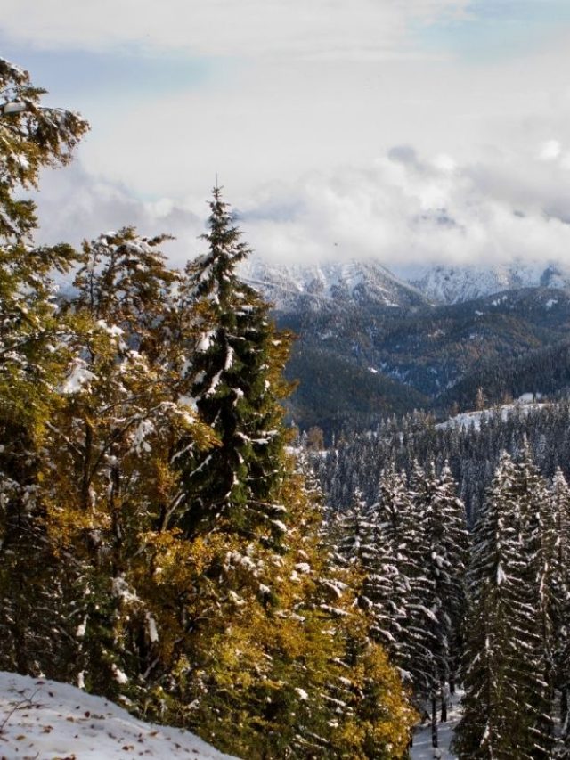 Can Nature Survive Without Humans? Nayturr