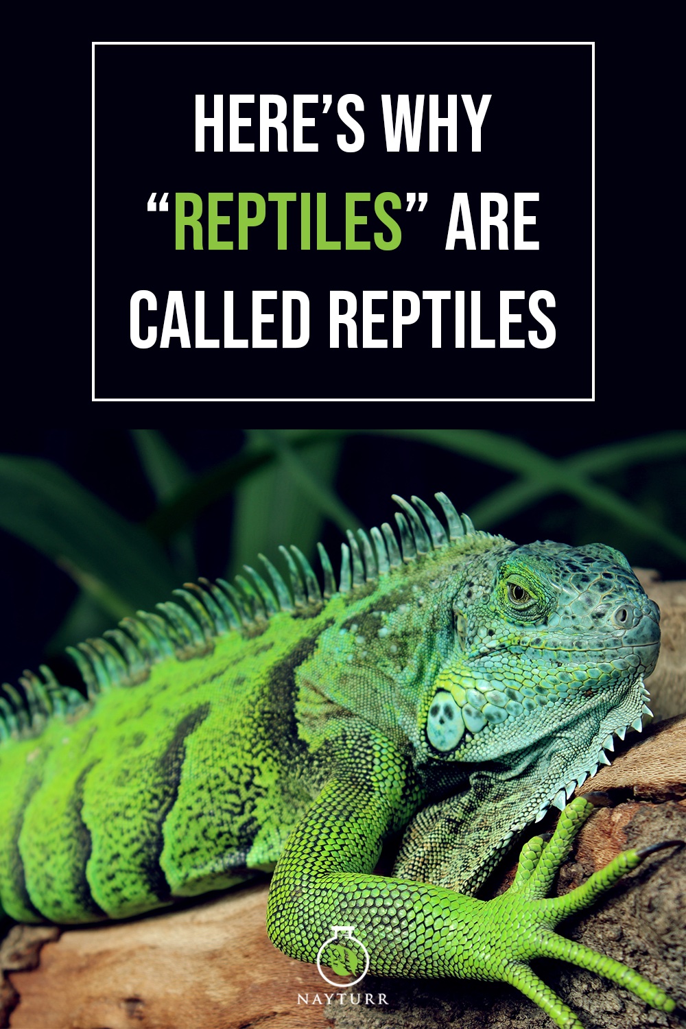 Here’s Why “Reptiles” Are Called Reptiles – Nayturr