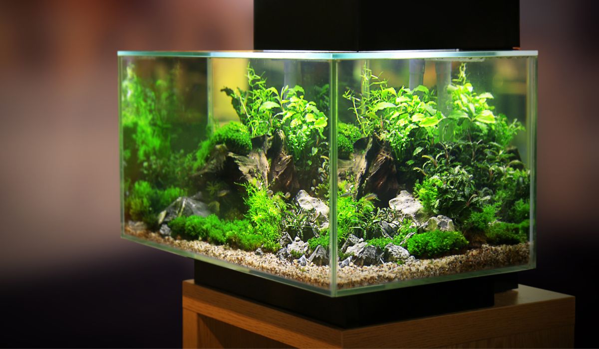 Best Fish Aquarium Tanks for Beginners Full Buyers Guide Nayturr