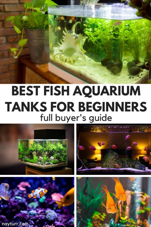 Best Fish Aquarium Tanks for Beginners Full Buyers Guide Nayturr