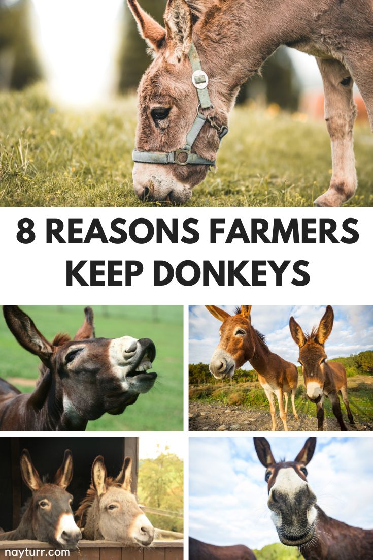 8 Reasons Farmers Keep Donkeys Full Guide Nayturr