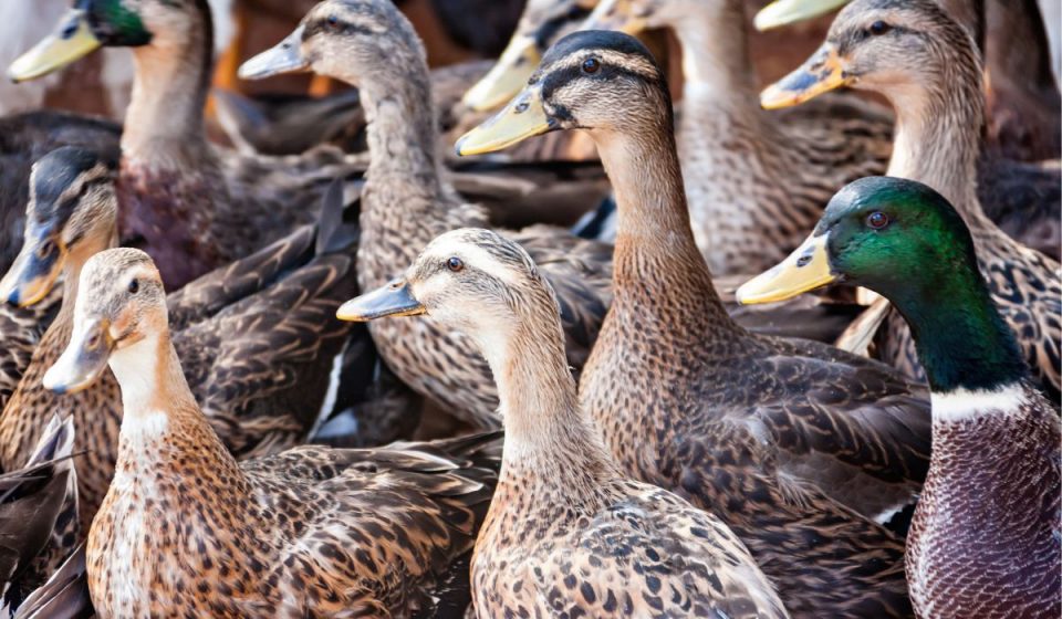 Why Do Farmers Have Ducks? Full Explanation & Benefits Nayturr