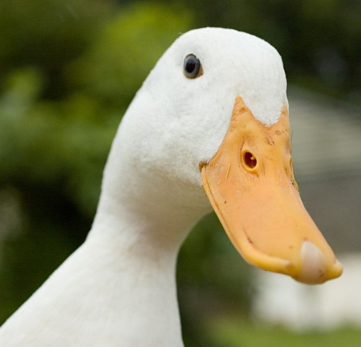 Why Do Farmers Have Ducks? Full Explanation & Benefits Nayturr