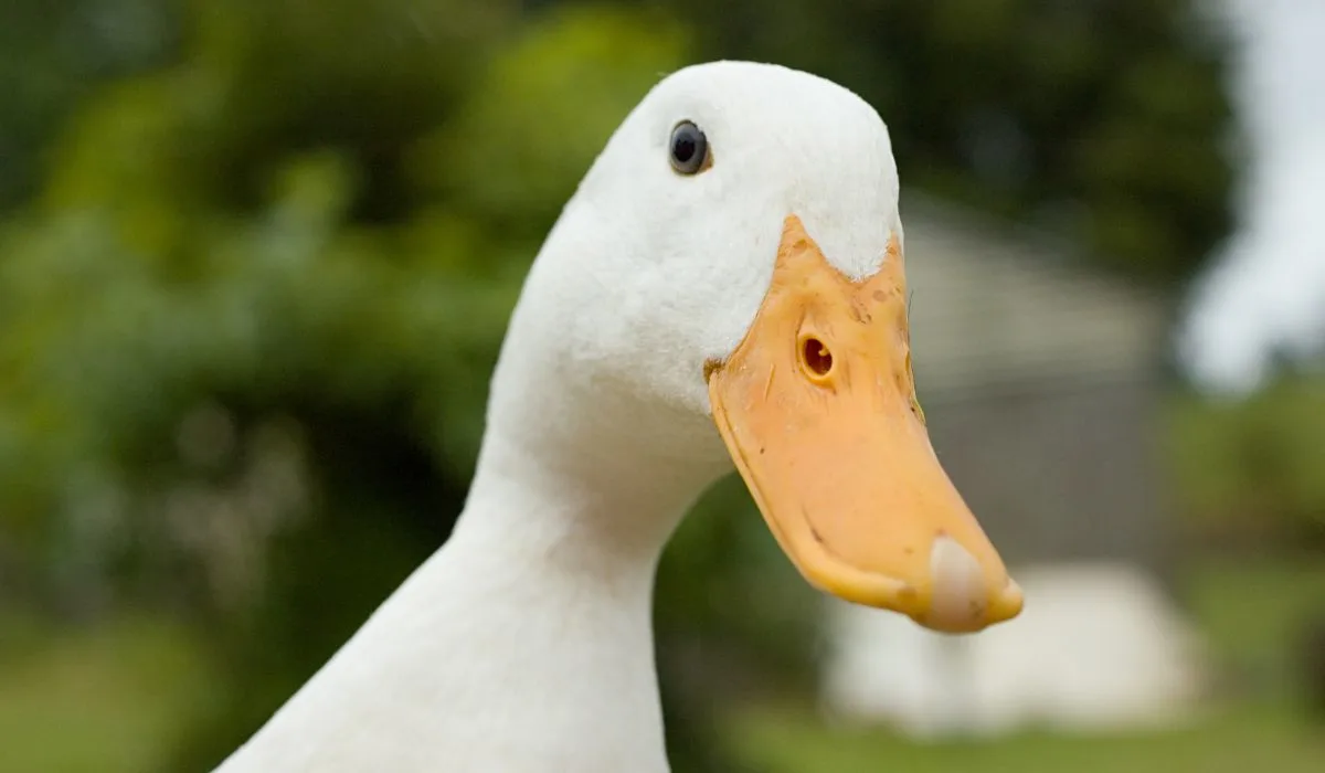 A white duck with a cute look on its face.