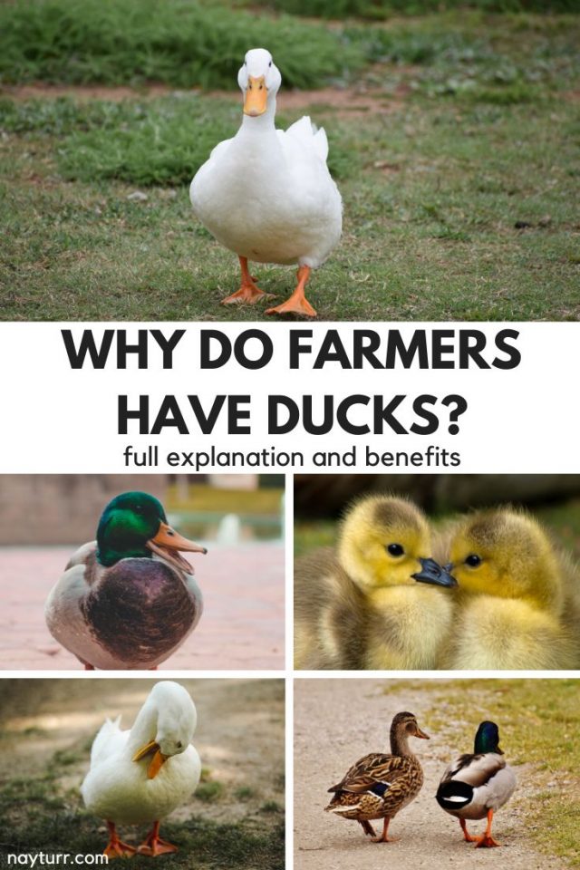 Why Do Farmers Have Ducks? Full Explanation & Benefits Nayturr